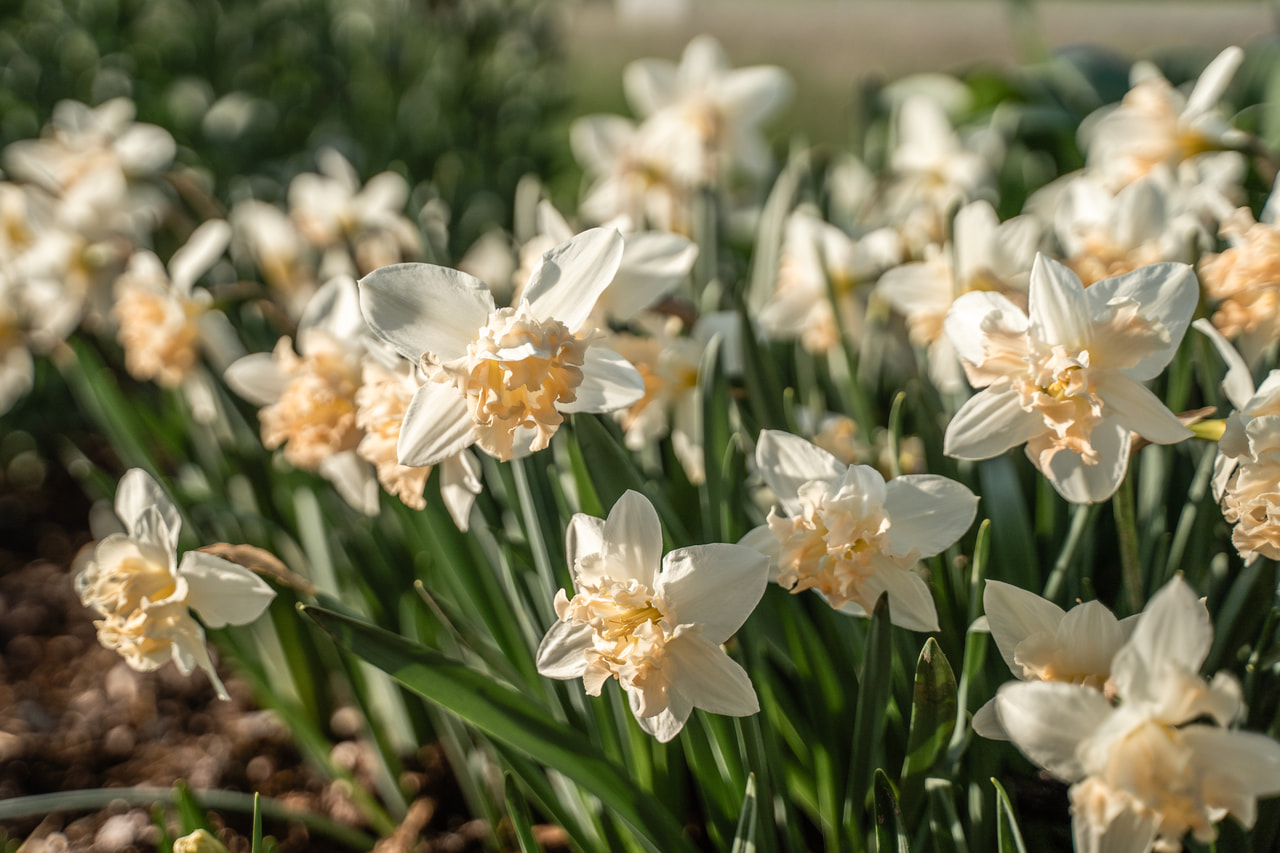Narsissi Palmares, Loukykvět
