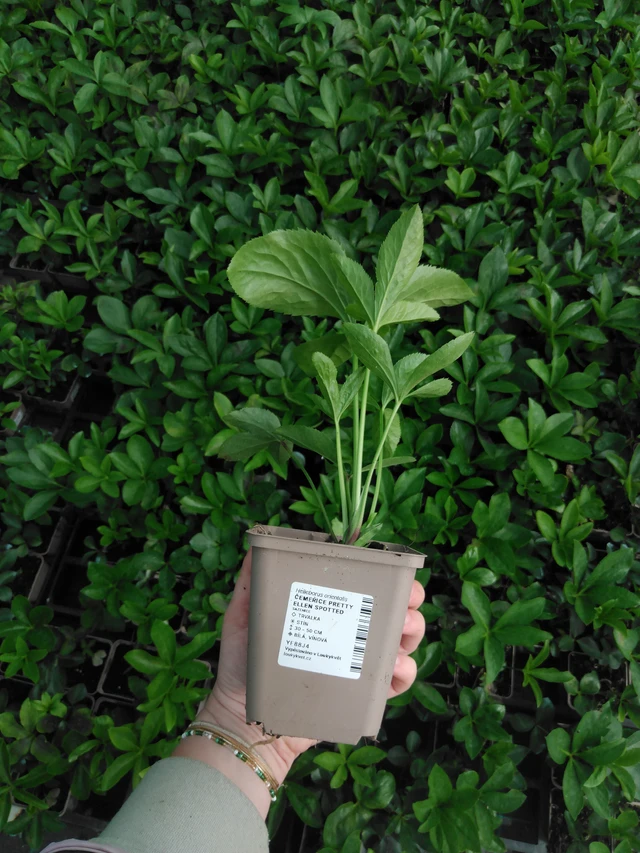 Jouluruusu Pretty Ellen Spotted - 2024