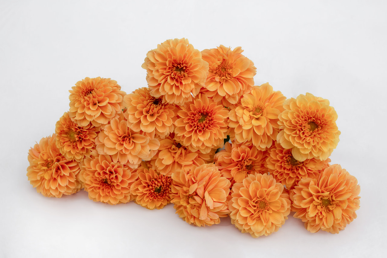 Daalia Ralphie, Loukykvět