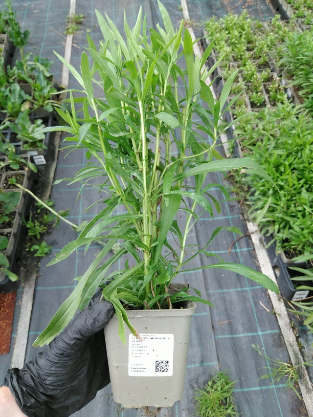 Piisku Moonlight Glory - 10. 9. 2025