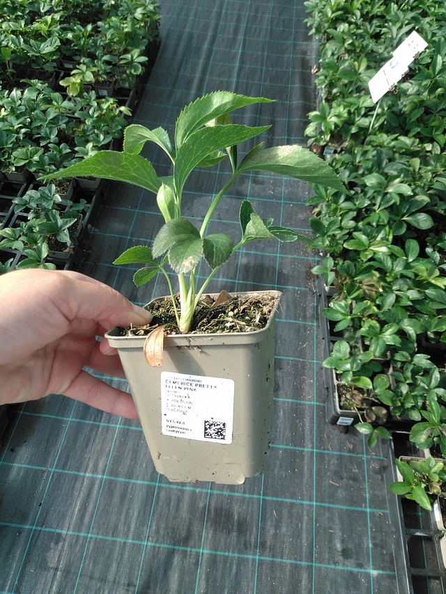 Jouluruusu Pretty Ellen Pink - 11. 7. 2025