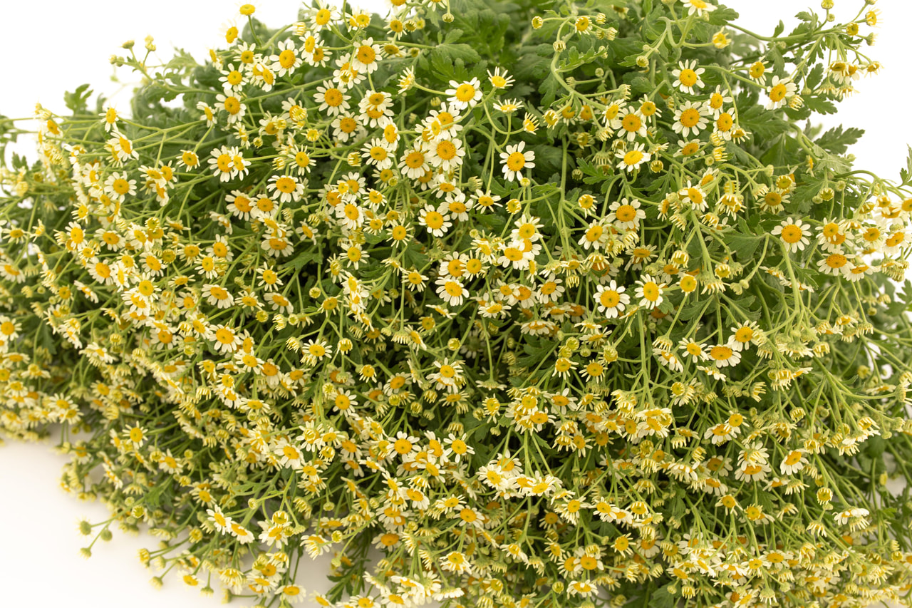 Reunuspietaryrtti Camilla, Loukykvět