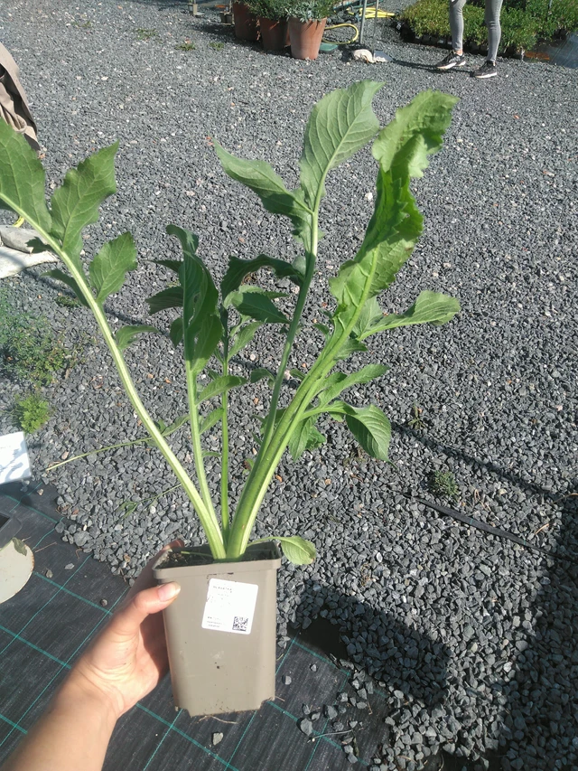 Kirahvinkukka - 11. 7. 2025