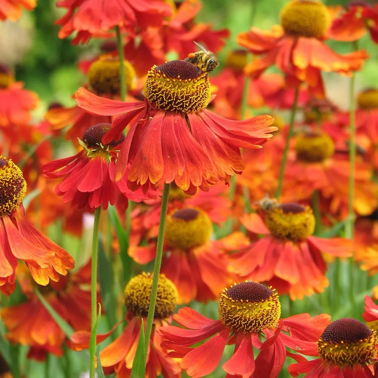 Syyshohdekukka Rubinzwerg, Loukykvět