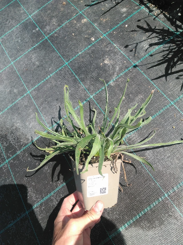 Rakkoiso - 24. 6. 2025