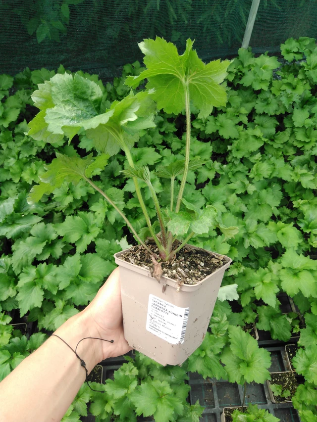 Syysvuokko Königin Charlotte - 2024