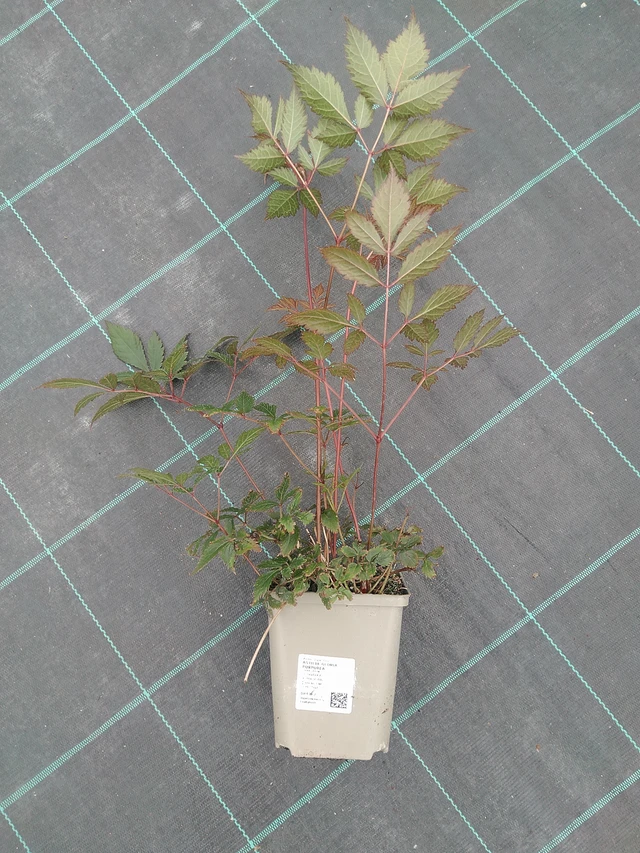 Astilbe Gloria Purpurea - 3. 6. 2026