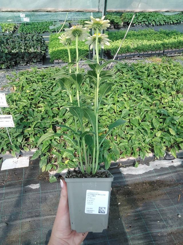 Echinacea Mellow Yellows - 13. 7. 2026