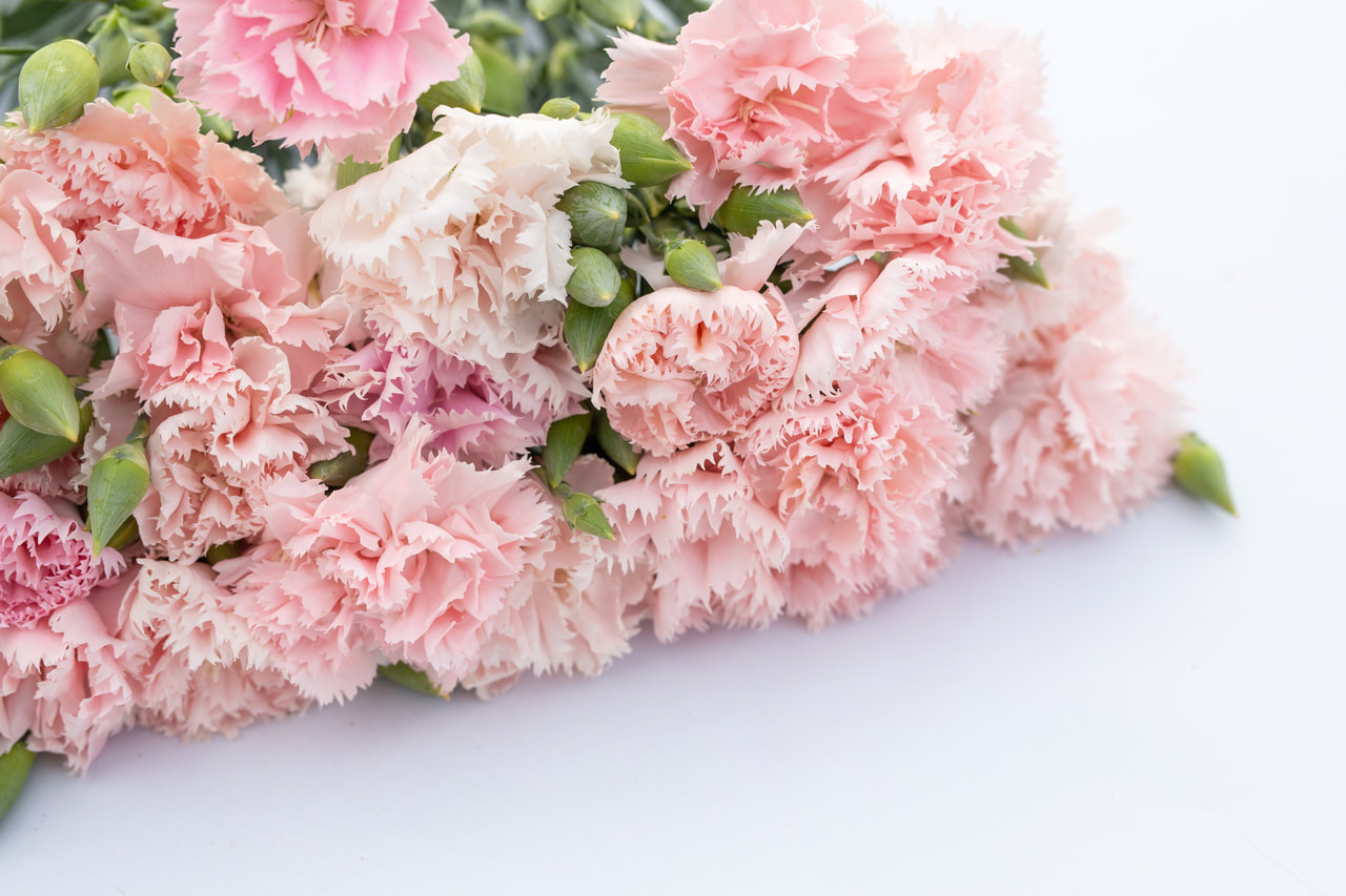 Tarhaneilikka Chabaud La France, Loukykvět