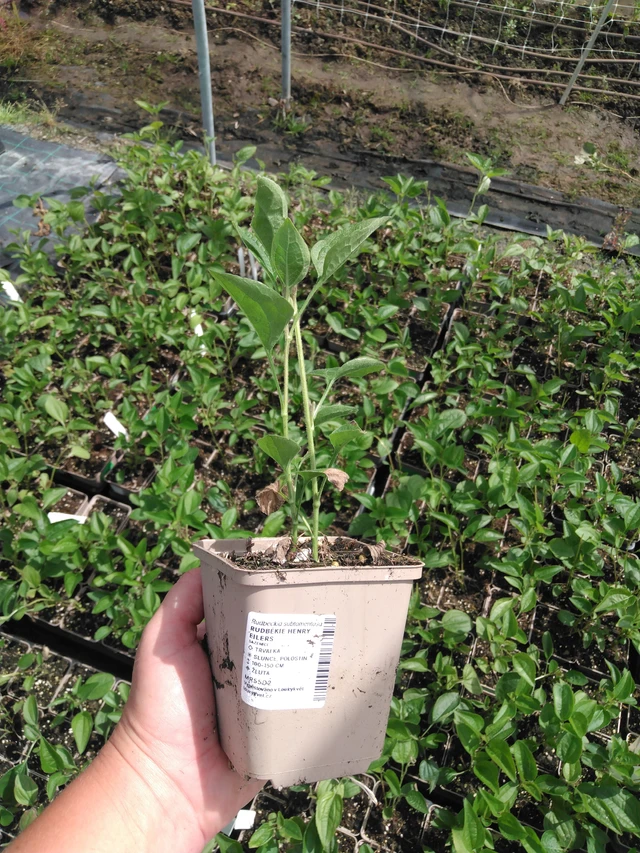 Päivänhattu Henry Eilers - 2024