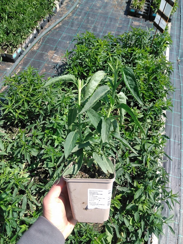 Tädyke Schneeriesin - 13. 5. 2025