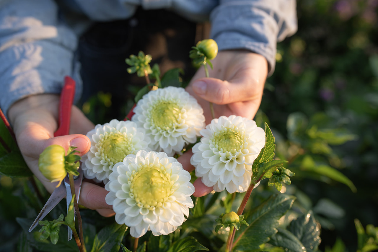 Dalia Caro, Loukykvět