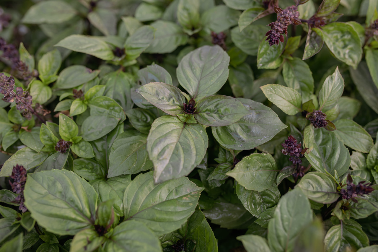 Basilikum Cinamonette, Loukykvět