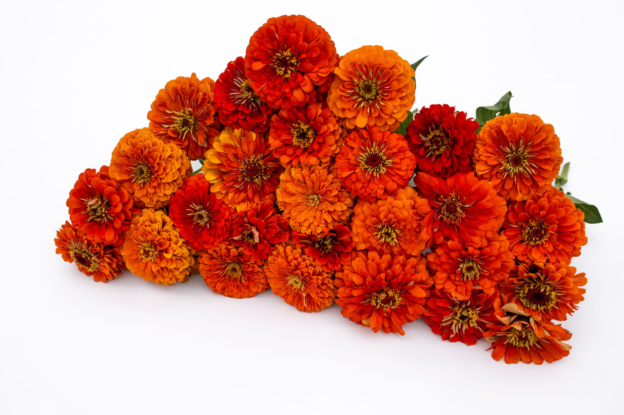 Tsinnia Benary’s Giant Orange, Loukykvět