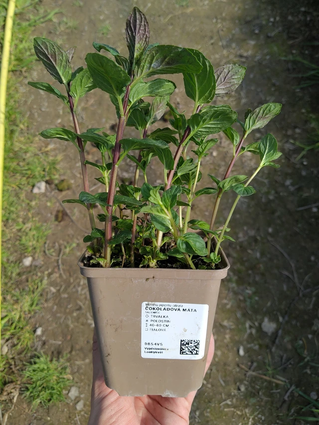 Menthe chocolat - 27. 3. 2026