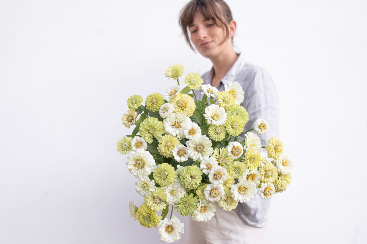 Tsinnia Pear Blossom Mix , Loukykvět
