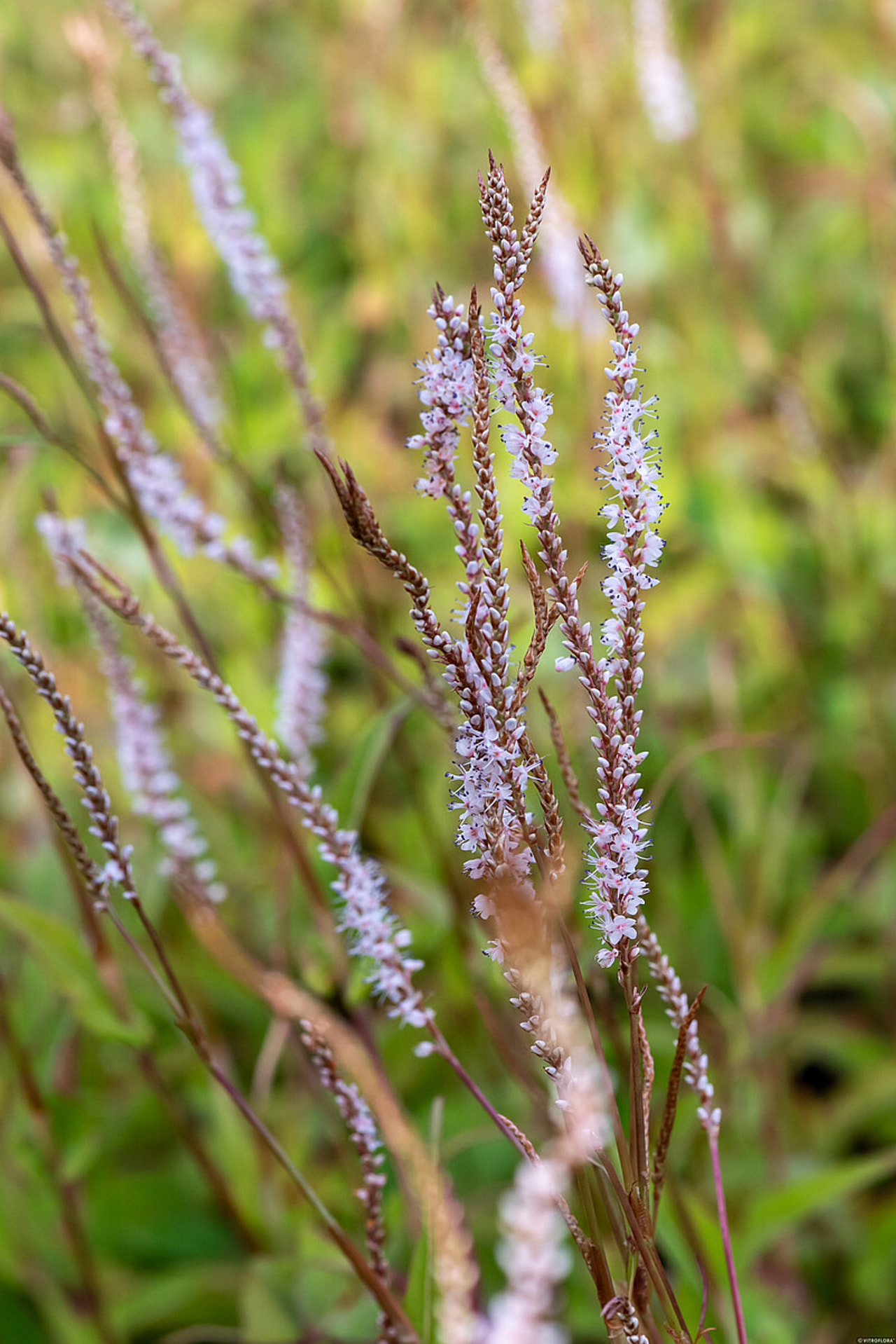 Konnantatar Alba, Loukykvět