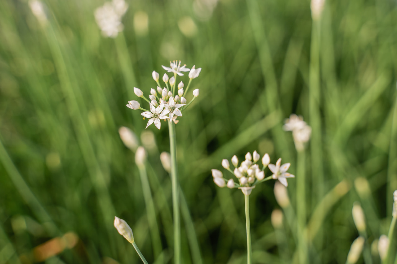 Kiinansipuli, Loukykvět