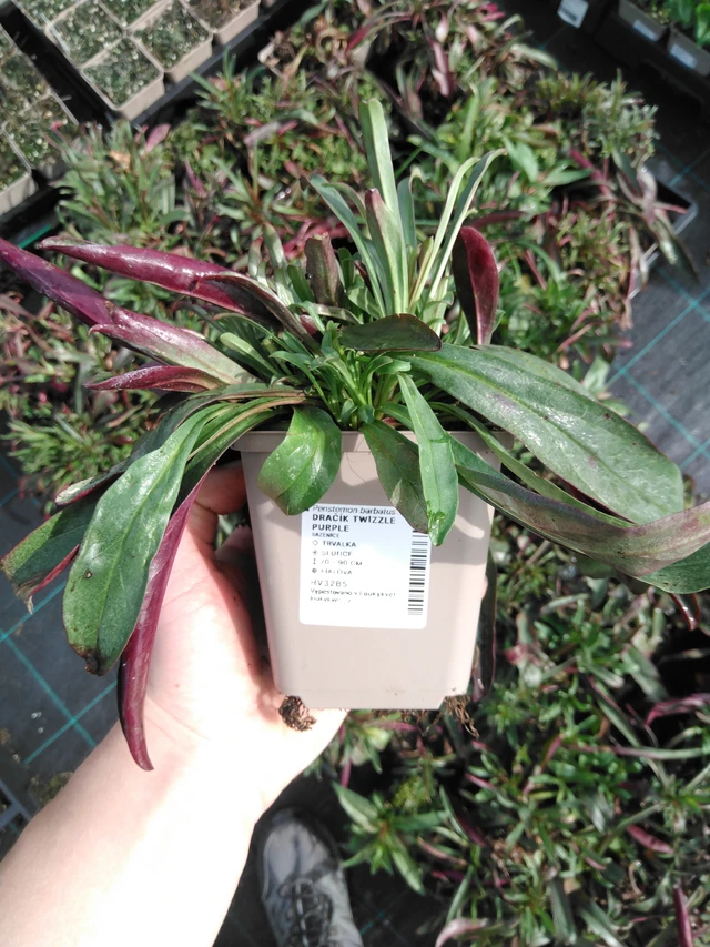 Partapipo Twizzle Purple - 2024