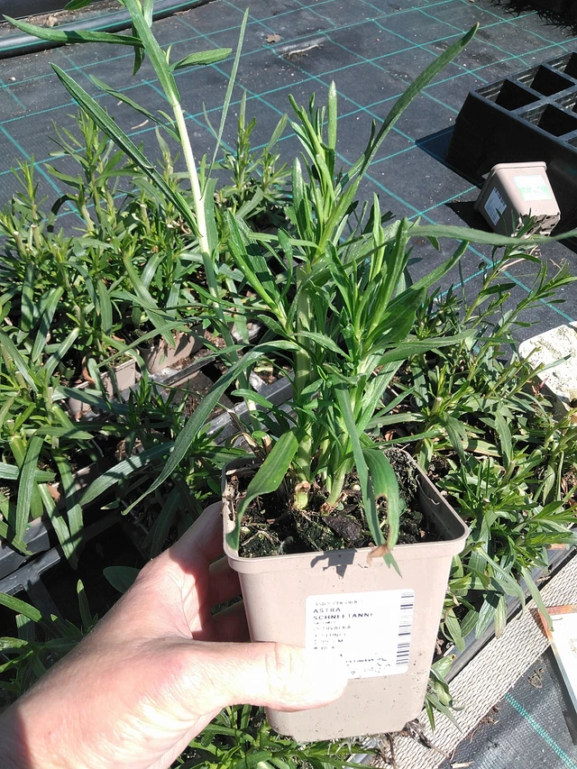 Asteri Schneetanne - 13. 5. 2025