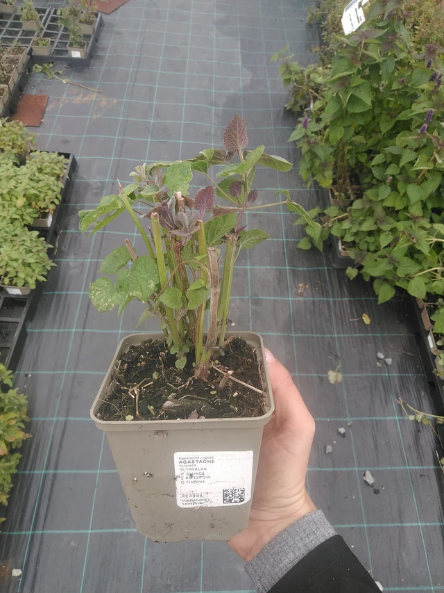 Agastache - 10. 10. 2025