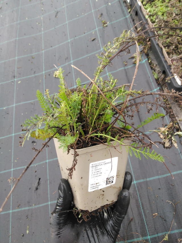 Siankärsämö Cassis - 23. 10. 2025