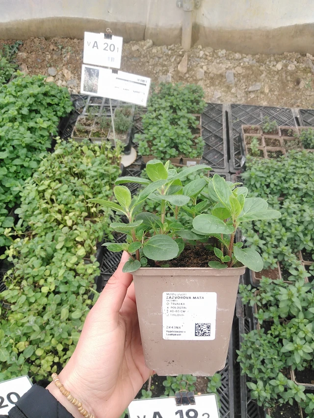 Inkivääriminttu - 20. 4. 2026