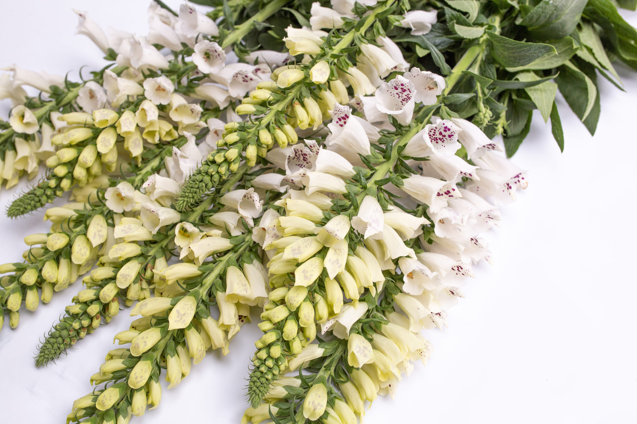 Vingerhoedskruid Dalmatian White, Loukykvět