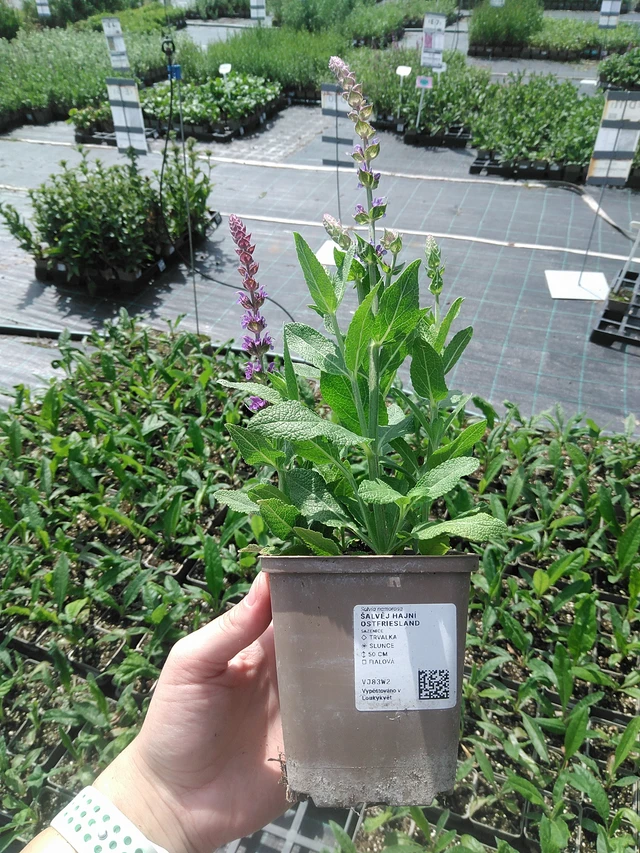 Salvia nemorosa Ostfriesland - 2. 6. 2026
