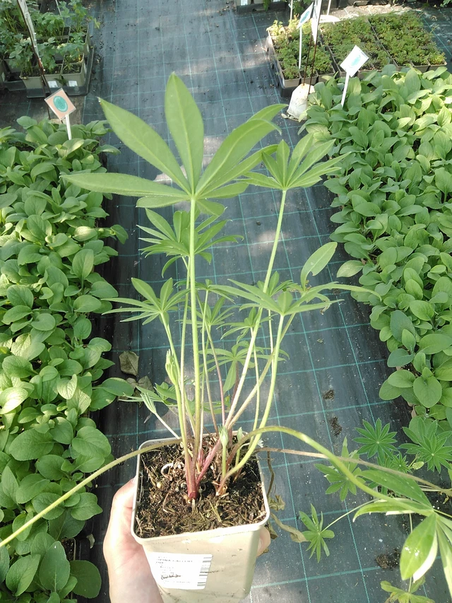 Lupiini Gallery Pink - 1. 7. 2025