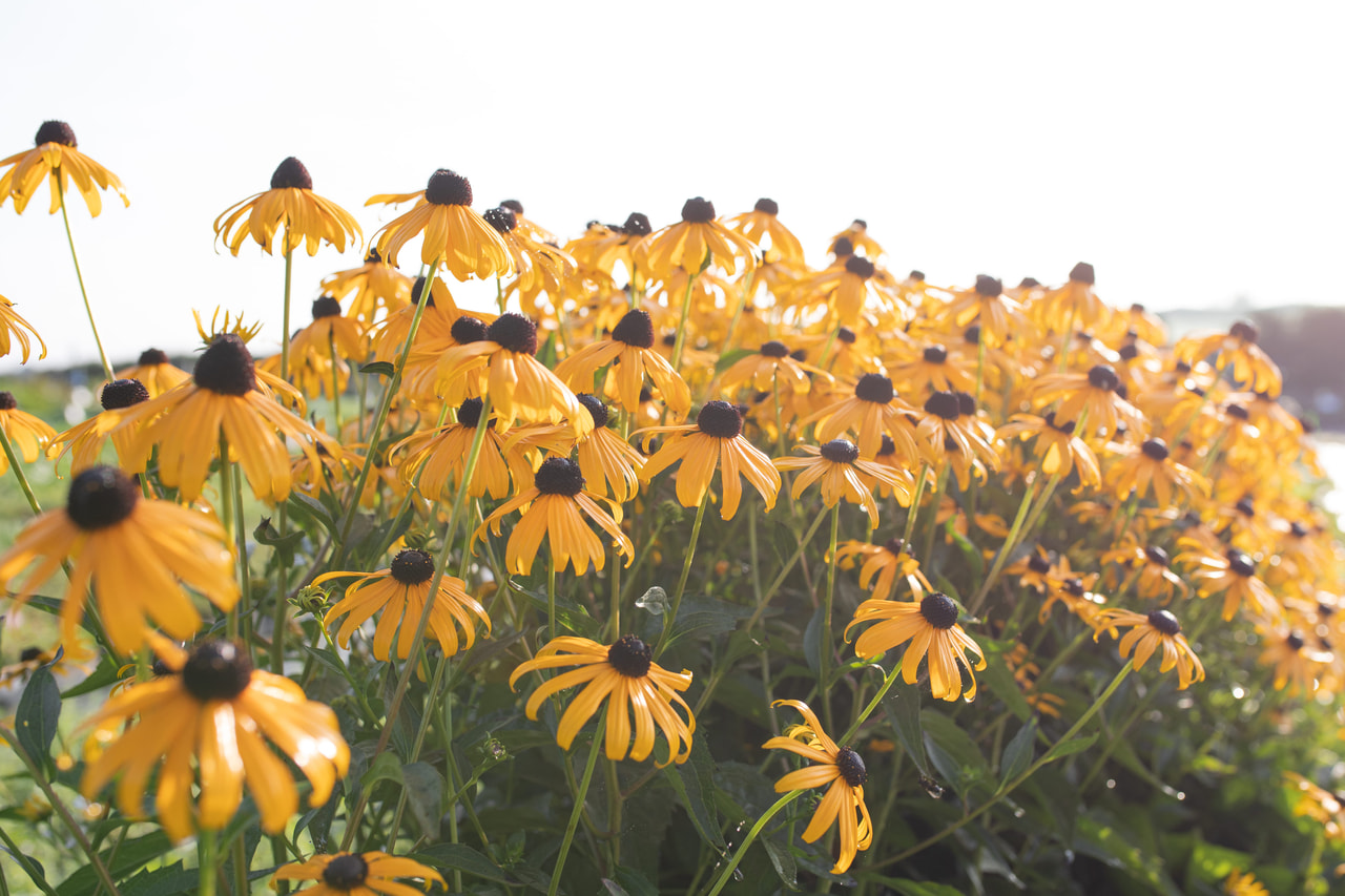 Sädepäivänhattu Goldsturm, Loukykvět