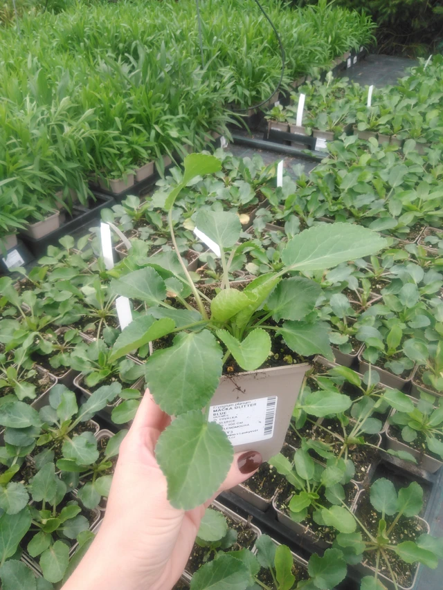 Eryngium Glitter Blue - 2024