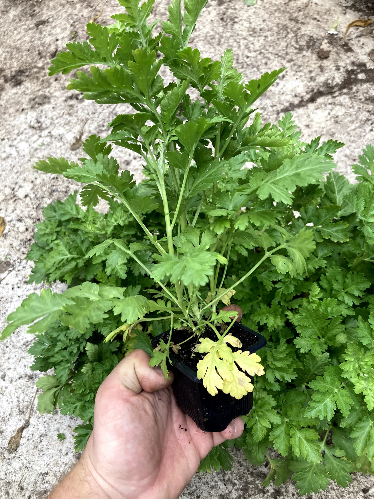 Reunuspietaryrtti Victory Single White, Loukykvět