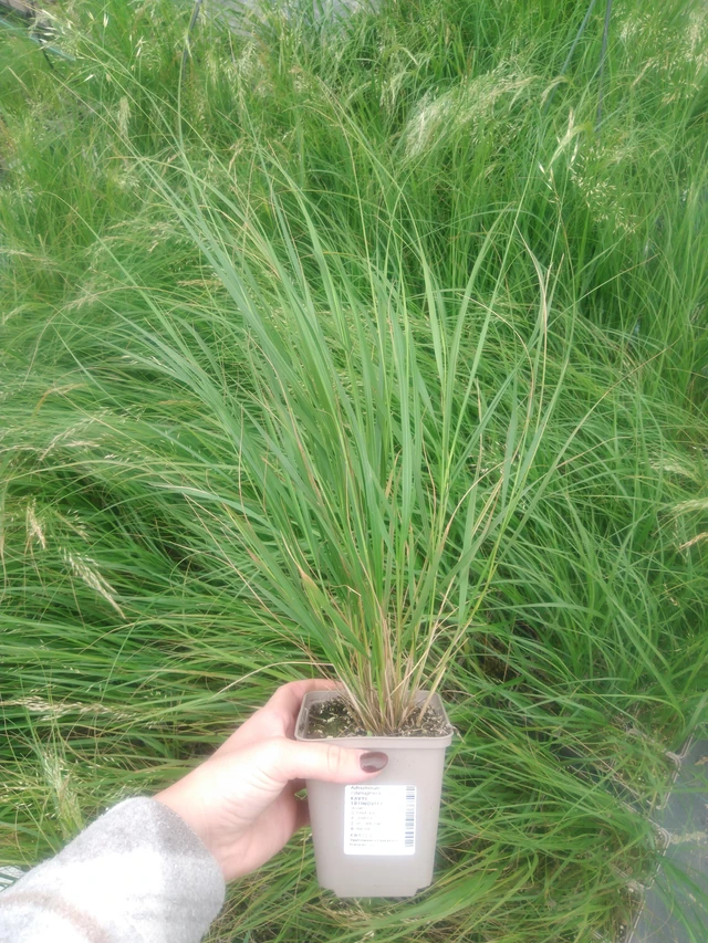 Sølvgræs - 2024