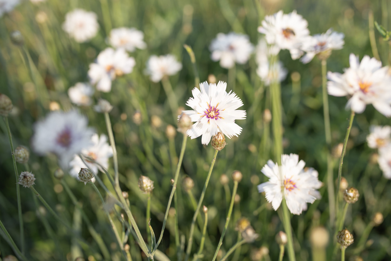 Siniharmaakello Alba, Loukykvět