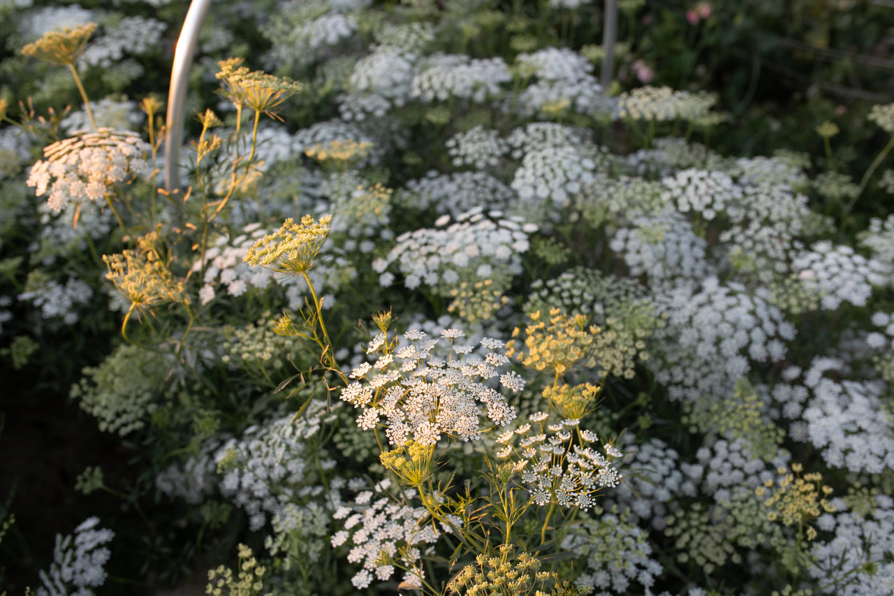 Kongekommen Graceland, Loukykvět