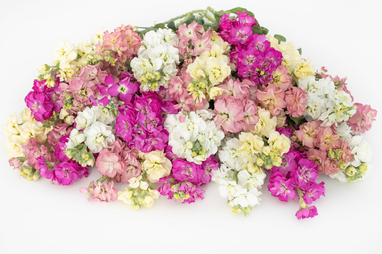 Levkoija StoX Discover Mix, Loukykvět