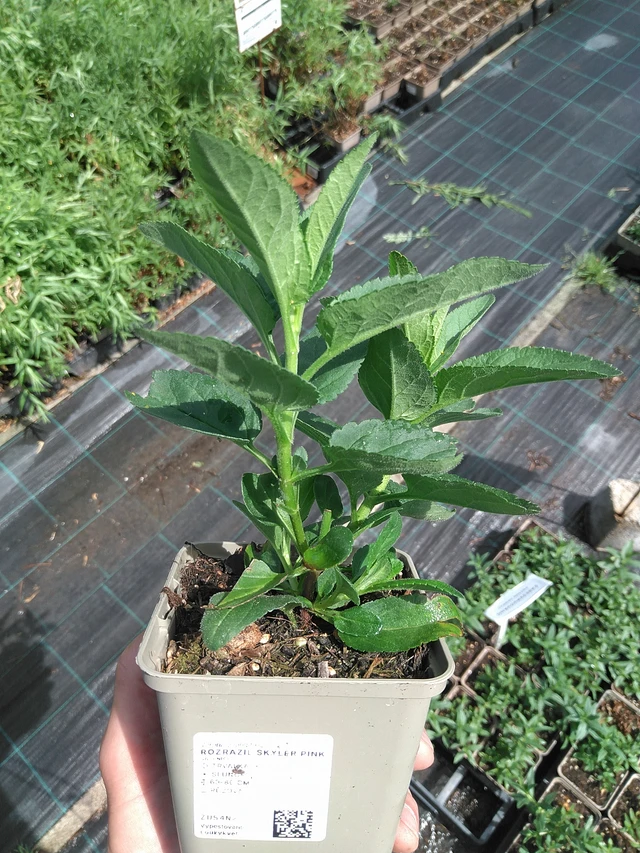 Tähkätädyke Skyler Pink - 27. 6. 2025