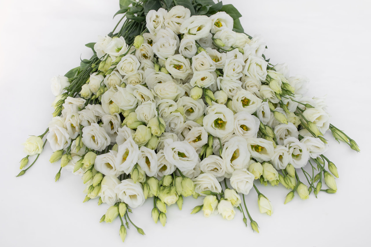 Lisianthus Rosita 2 White, Loukykvět