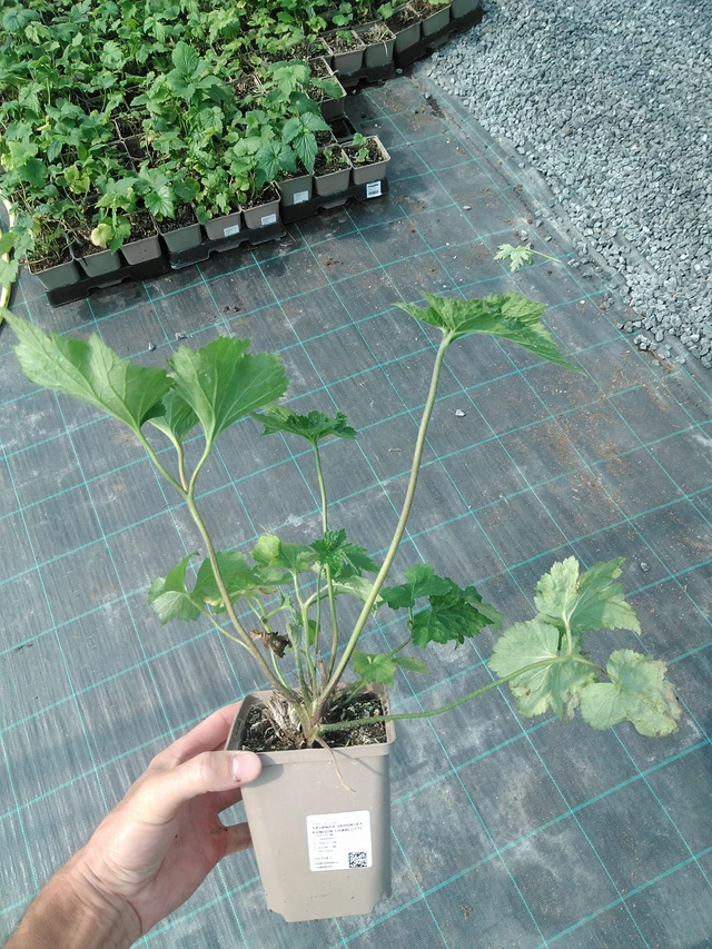 Syysvuokko Königin Charlotte - 24. 6. 2025