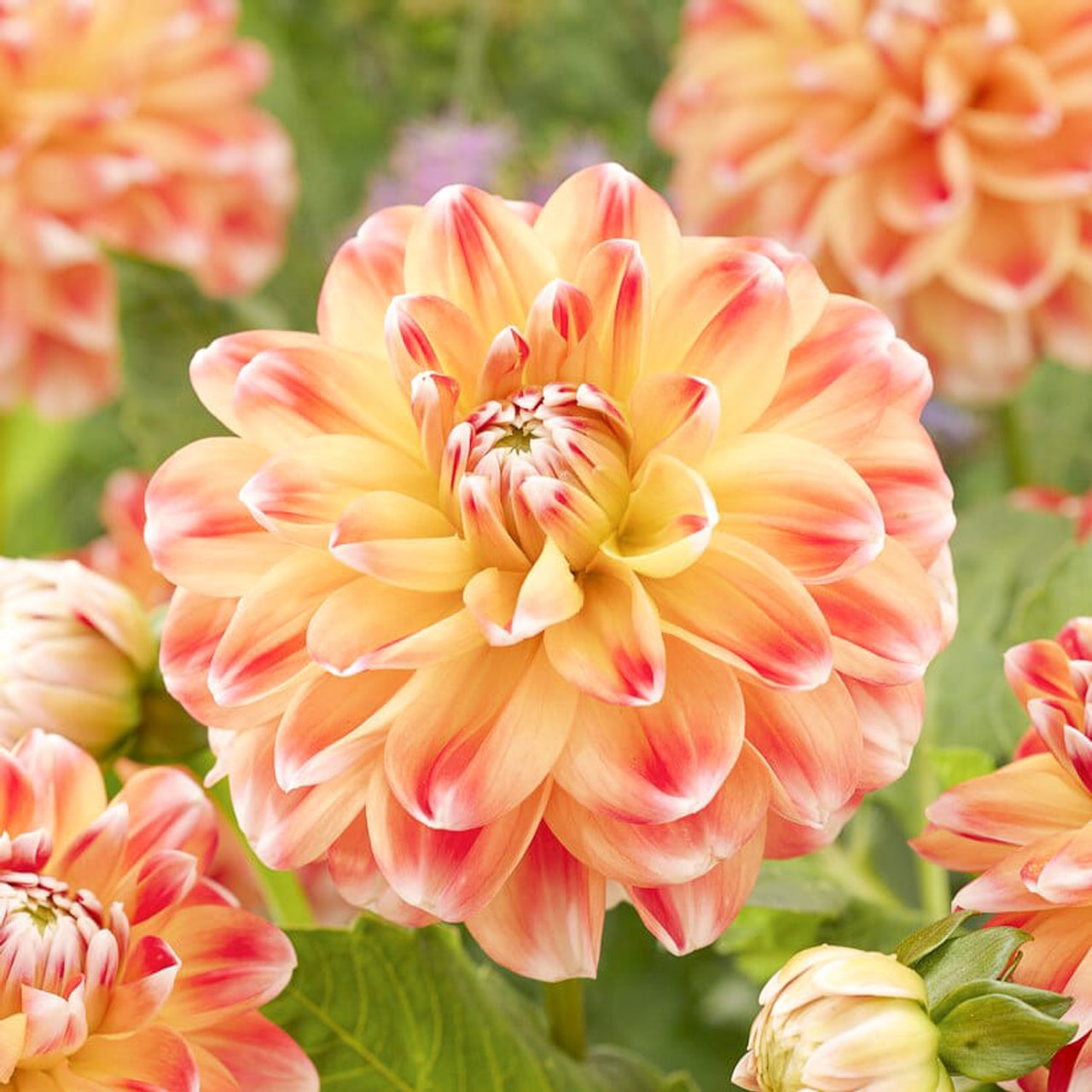 Dalia Hapet Harmony, Loukykvět