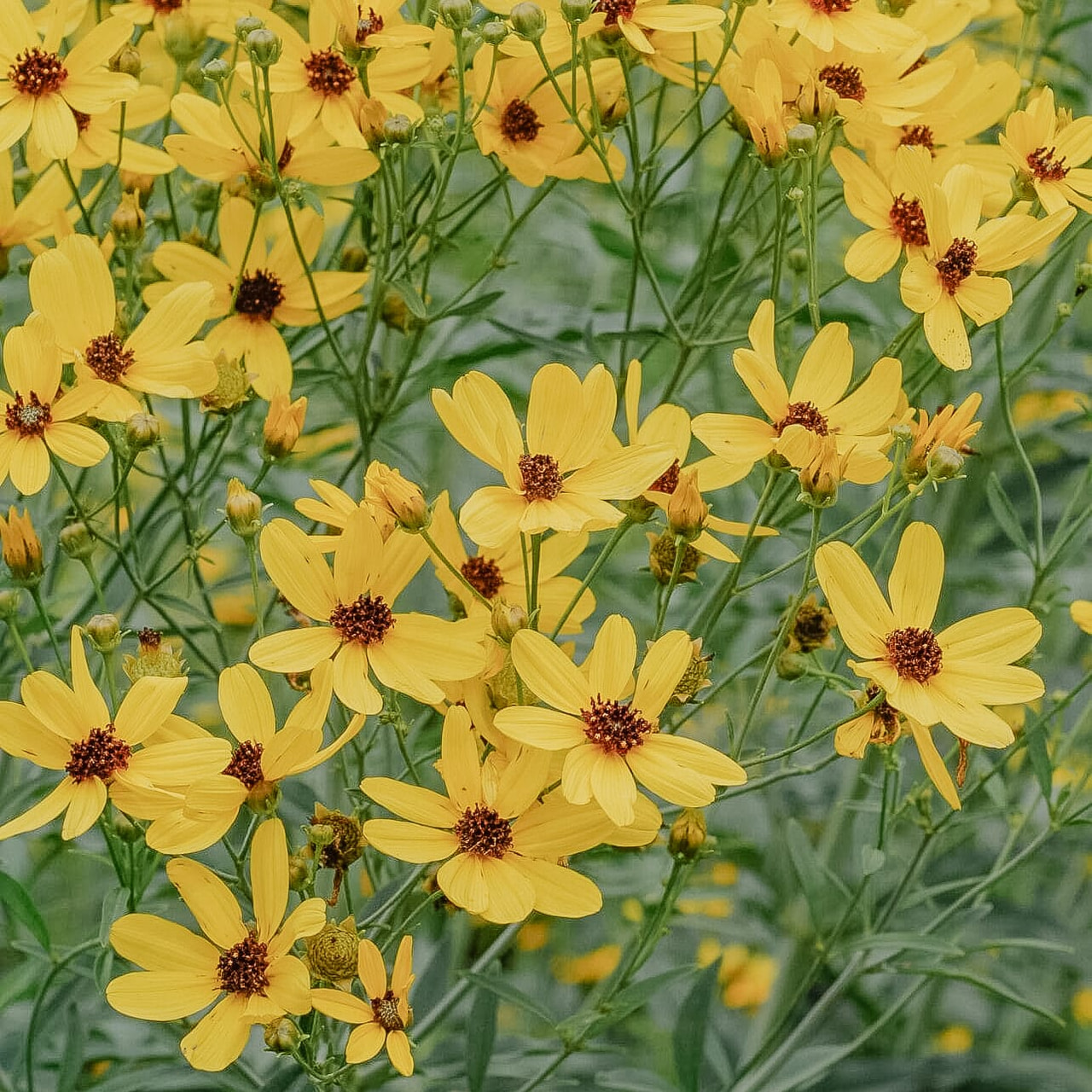 Tall Coreopsis, Loukykvět