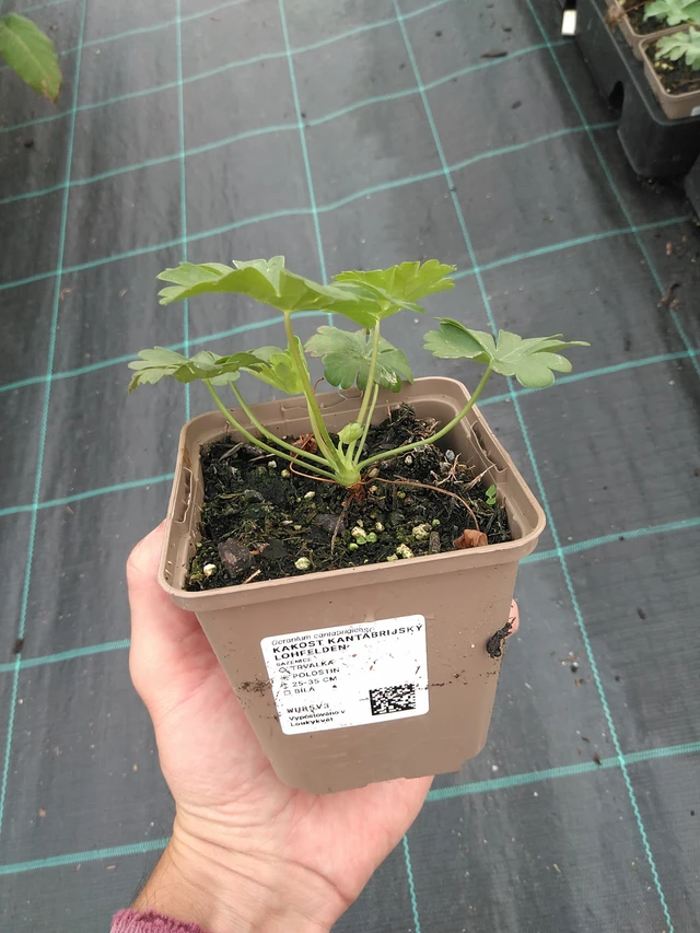 Peittokurjenpolvi Lohfelden - 21. 7. 2025