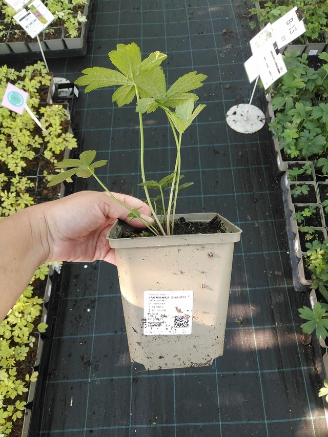 Tähtiputki Shaggy - 19. 8. 2025