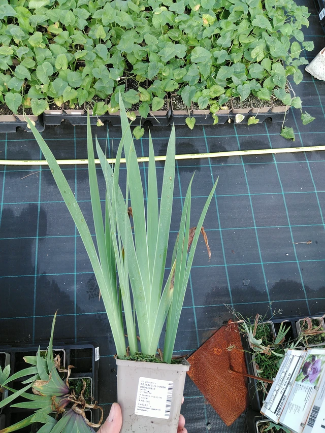 Kurjenmiekka Eleonor Roosevelt - 24. 6. 2025