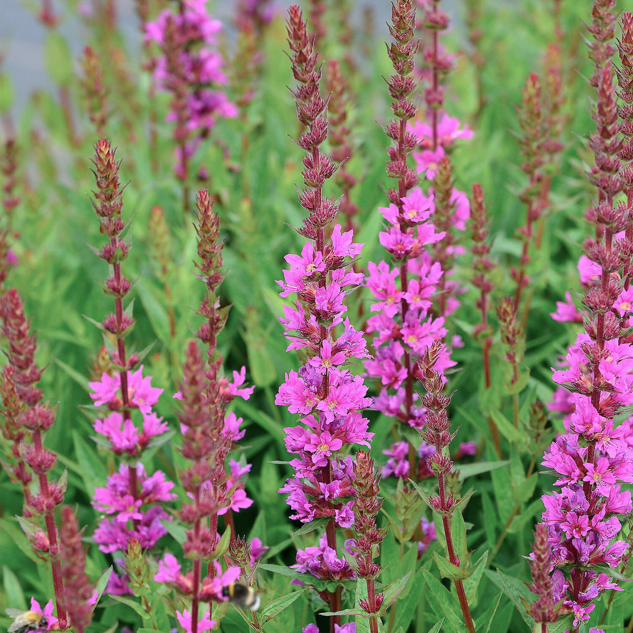 Rantakukka Robin, Loukykvět