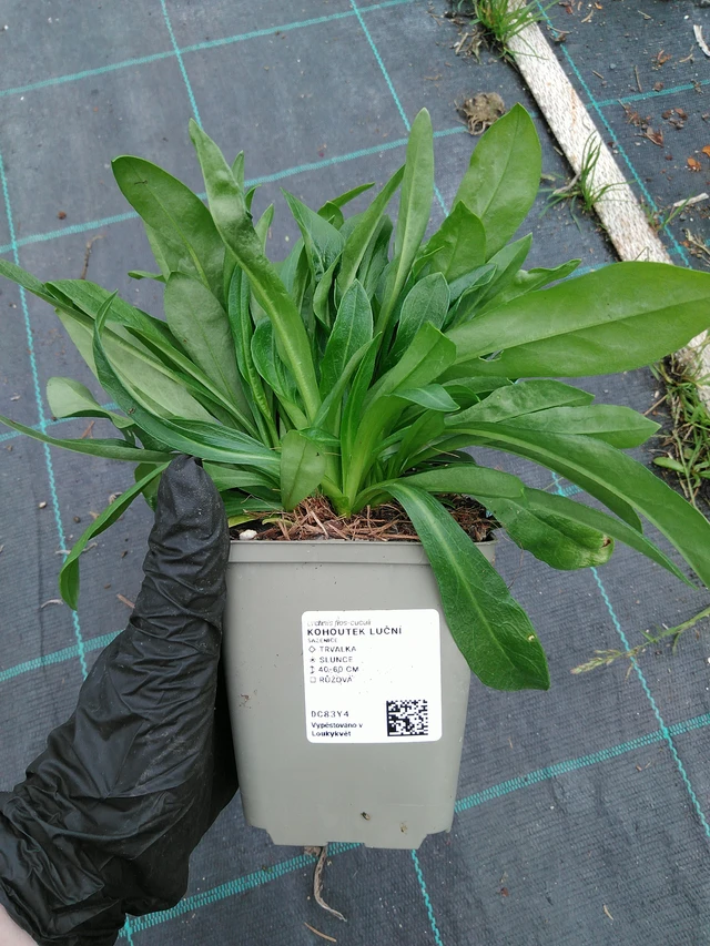 Käenkukka - 10. 9. 2025