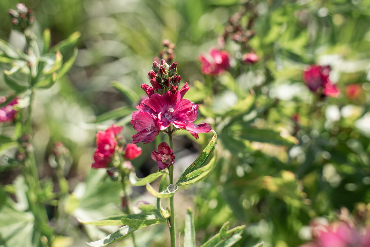 Sidalcea Wine Red, Loukykvět