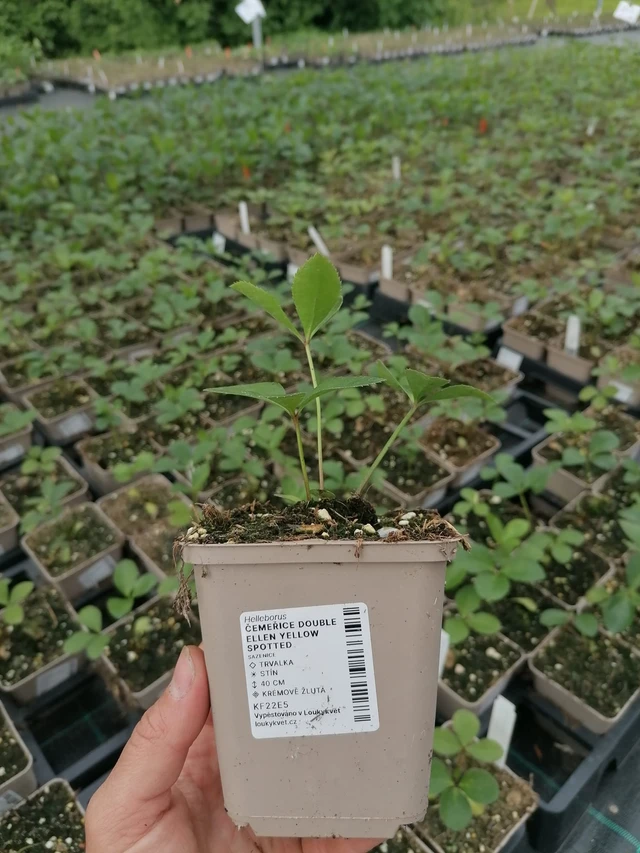 Jouluruusu Double Ellen Yellow Spotted - 2024