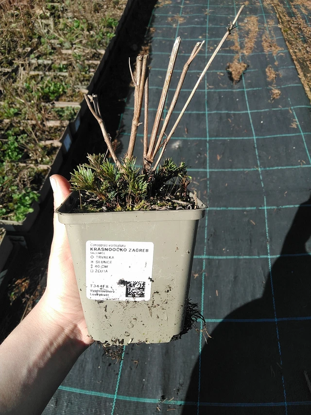 Krásnoočko Zagreb - 7. 4. 2026